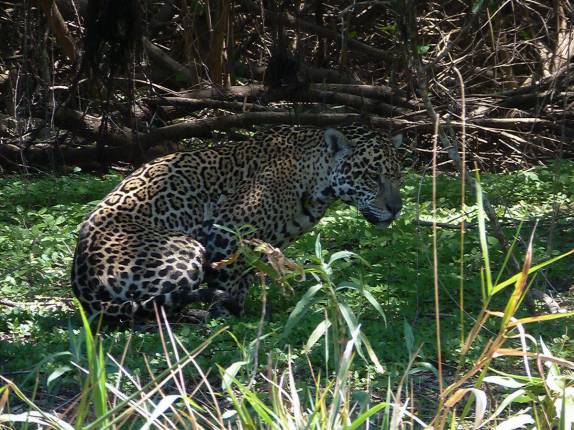 Onça macho descança ao lado de onça fêmea em barranco do Rio Cuiabá, região de Porto Jofre, no final da rodovia Transpantaneira, no Pantanal Norte, no Mato Grosso